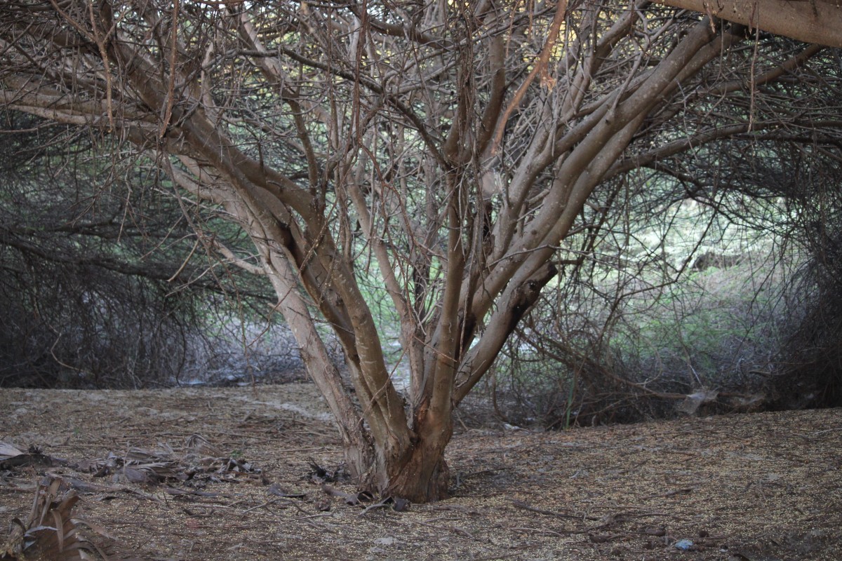 Vachellia planifrons (Wight & Arn.) Ragup., Seigler, Ebinger & Maslin